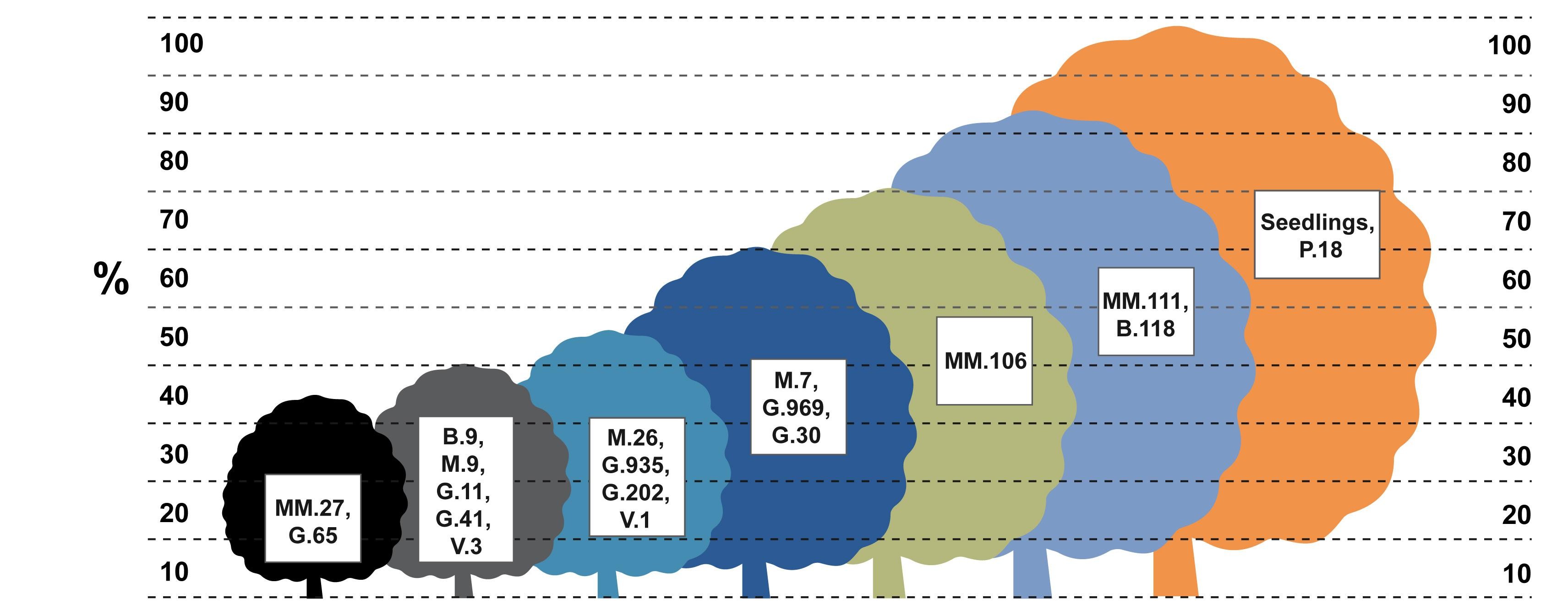 Figure 2. Using different rootstocks to illustrate the different size comparisons based on percent size of standard apple seedling. Illustration by V. Kraus Nurseries, modified by Dr. M. Farcuh, University of Maryland