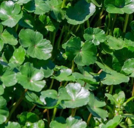 Water Pennywort - Texas A&M University