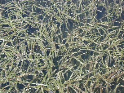 Wild Celery or Tapegrass - Texas A&M University