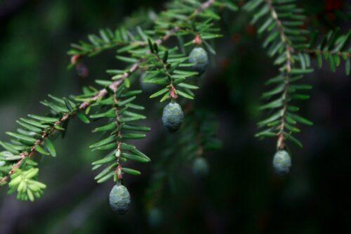 Eastern hemlock. Image courtesy Virginia Department of Forestry