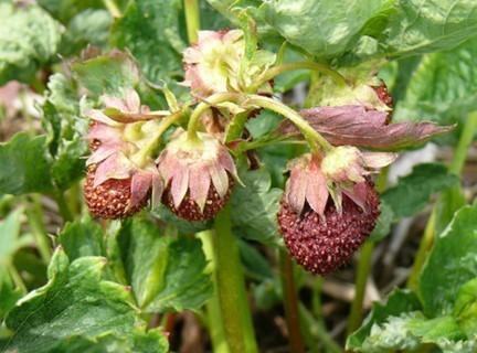 Cyclamen mite damage to strawberry fruit