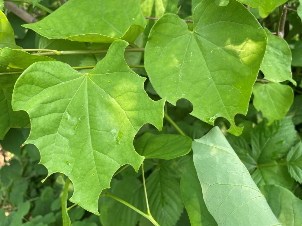 redbud tree with holes from leafcutter bees