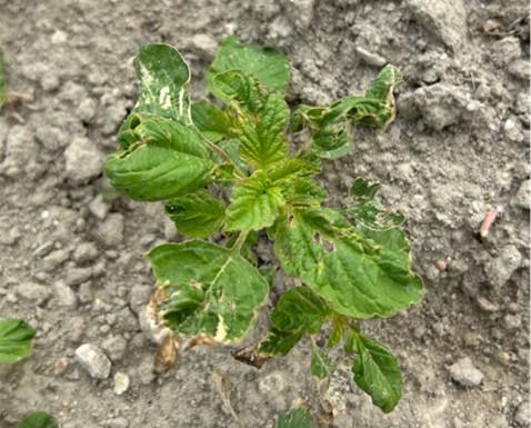 Palmer amaranth