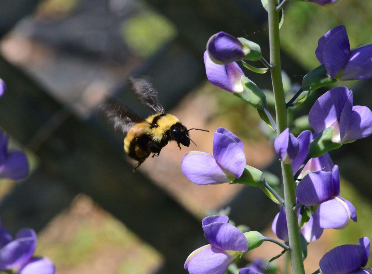 a bee at blue false indigo flowers