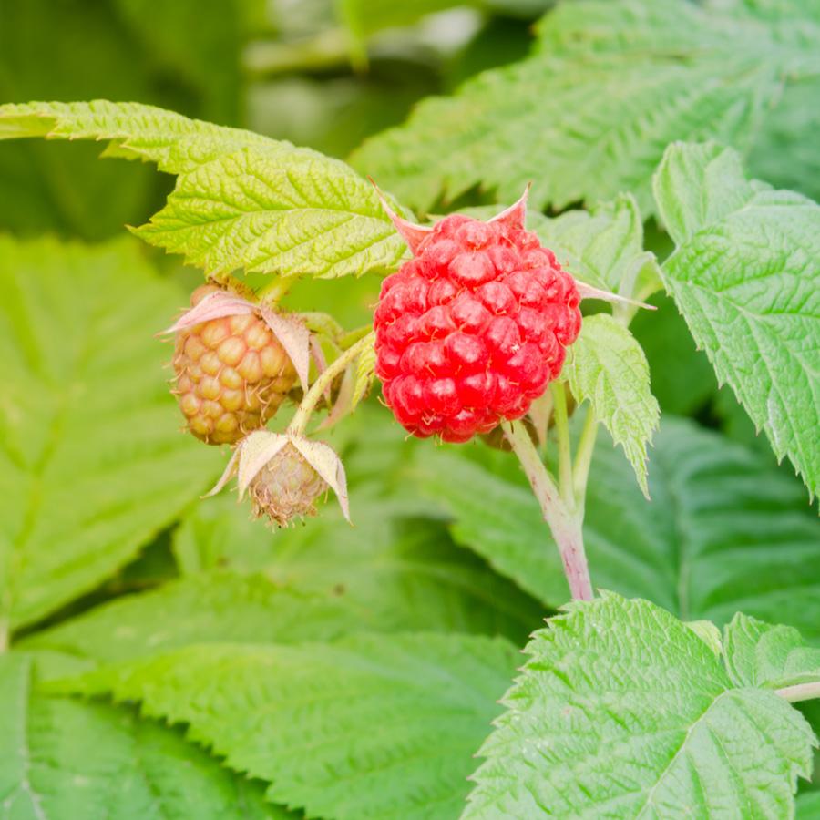 Raspberry bush