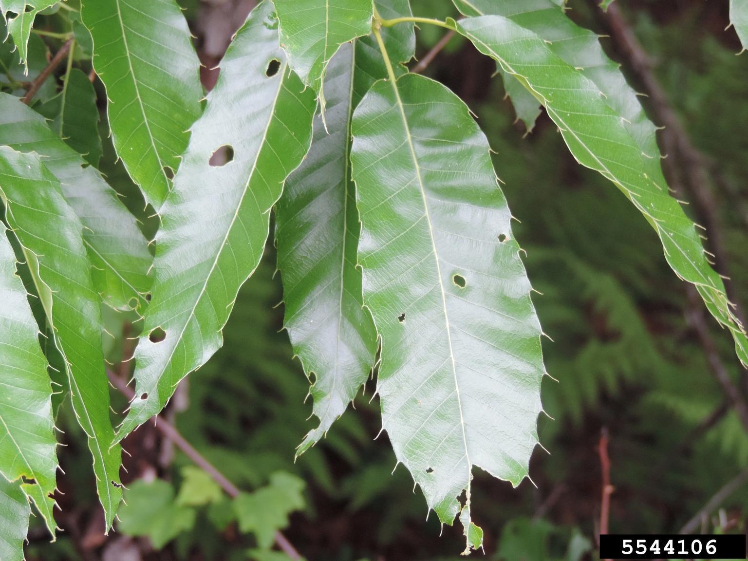 Sawtooth oak leaves. Photo by Richard Gardner, bugwood. org