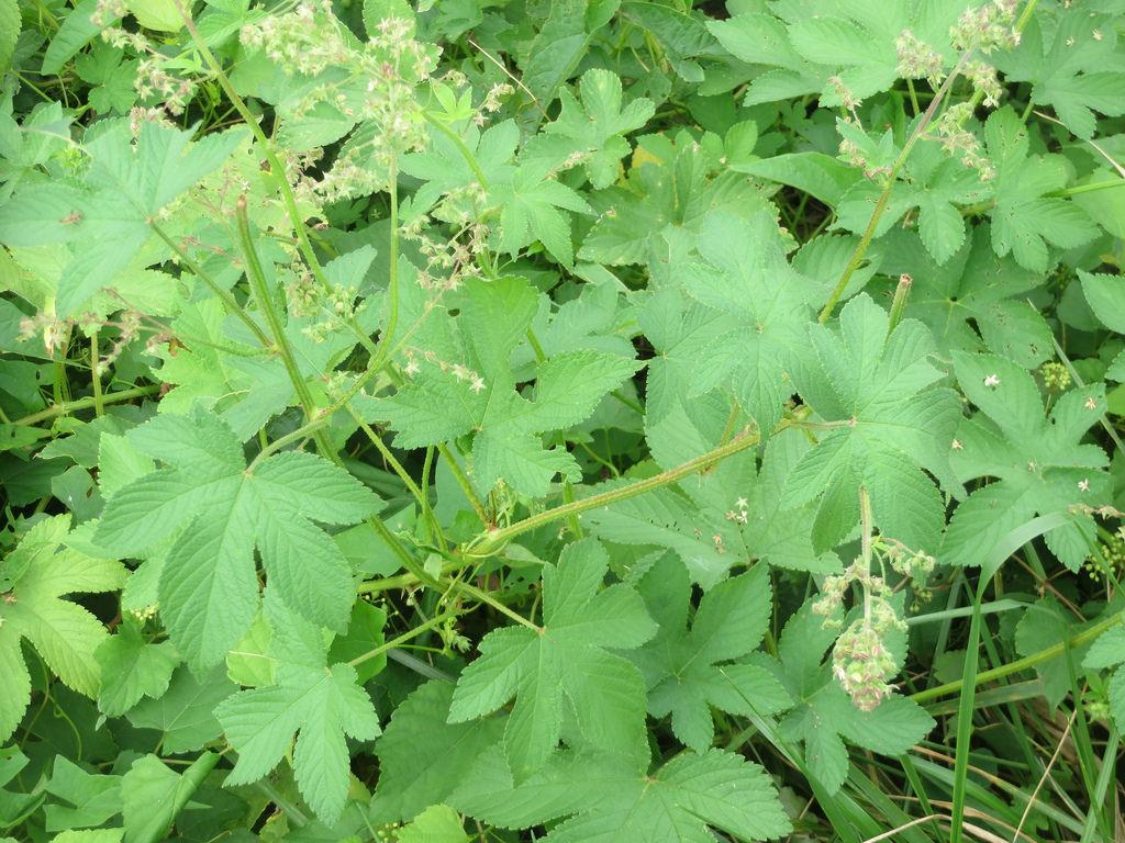 Japanese Hops blooming in Prince George's County, MD. Photo by Maddie Koenig, Maryland Biodiversity Project.  