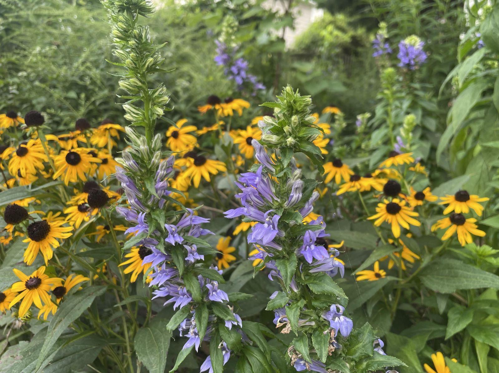 blue flowers - lobelia siphilitica - and yellow flowers in the background