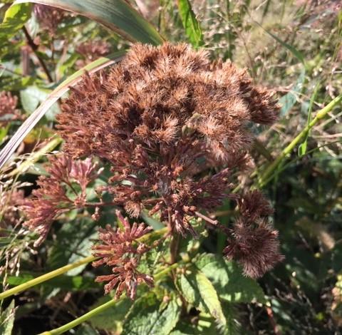 dried seedhead of joepye weed - a native plant