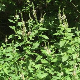 American germander plants