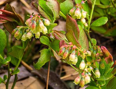 white flowers of hillside blueberry shrub