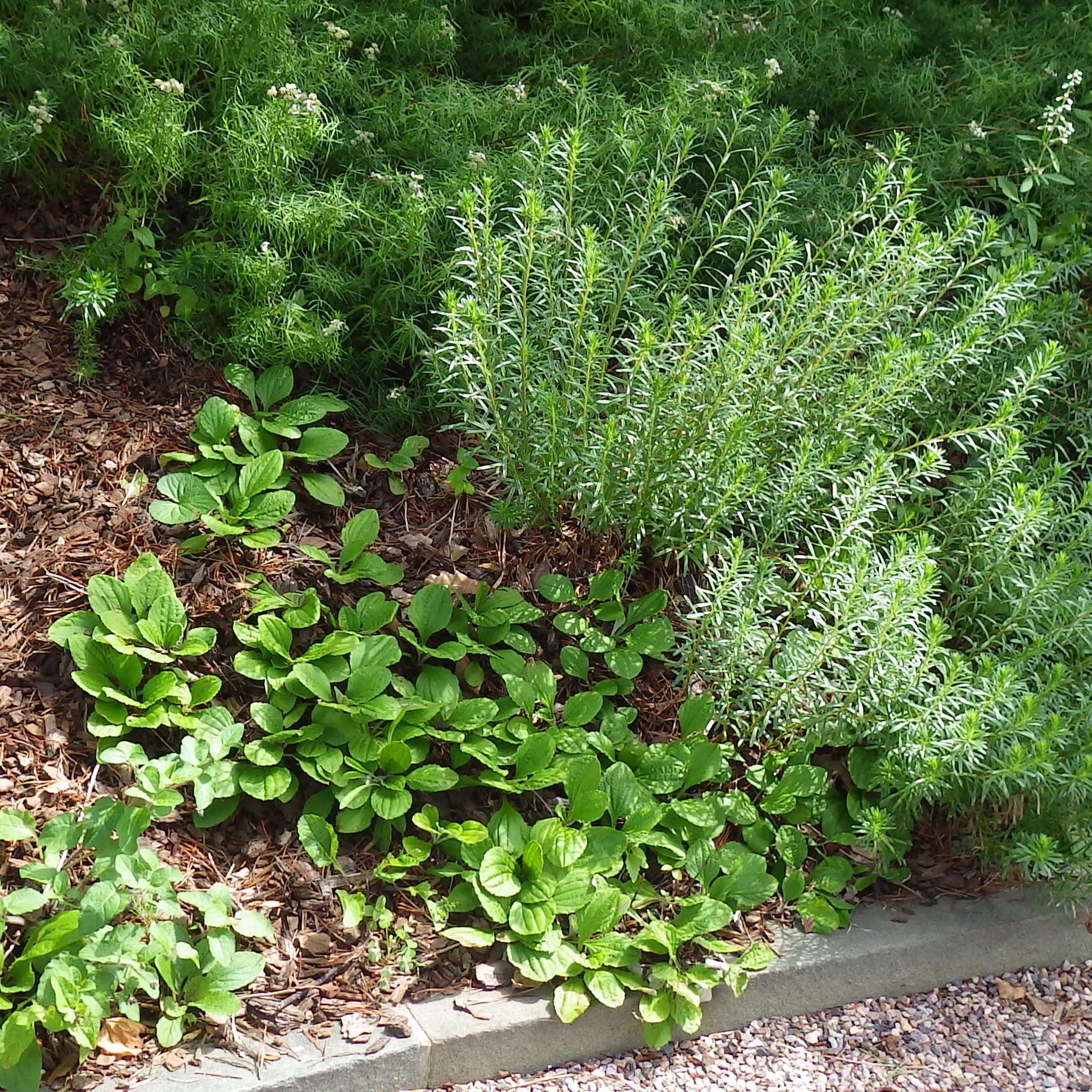 native pussytoes plant in a garden