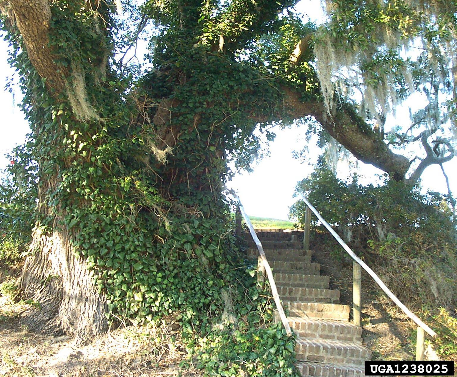 invasive english ivy vines climbing up a tree