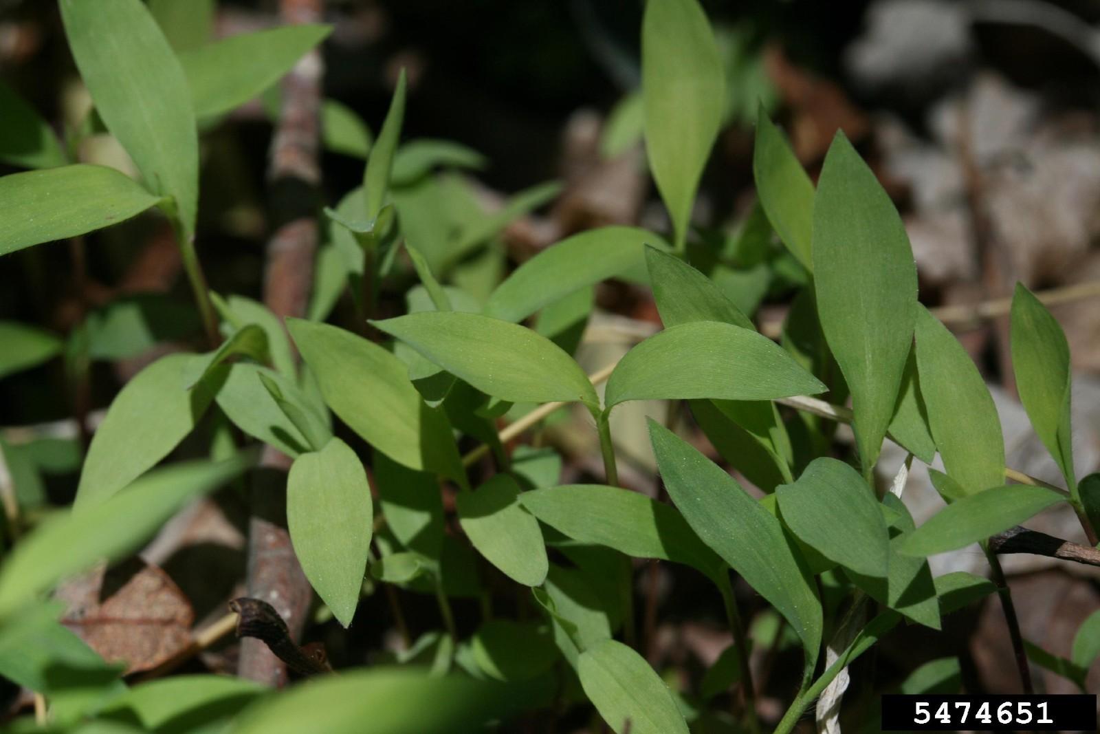 Japanese stiltgrass seedlings