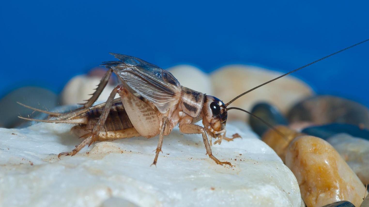 house cricket