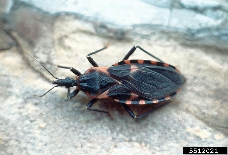 kissing bug