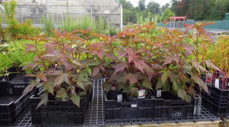 hibiscus plants in a greenhouse