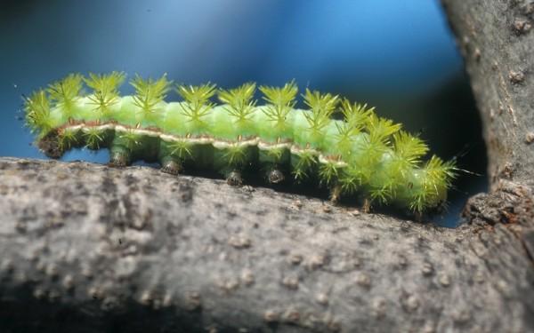 io moth caterpillar