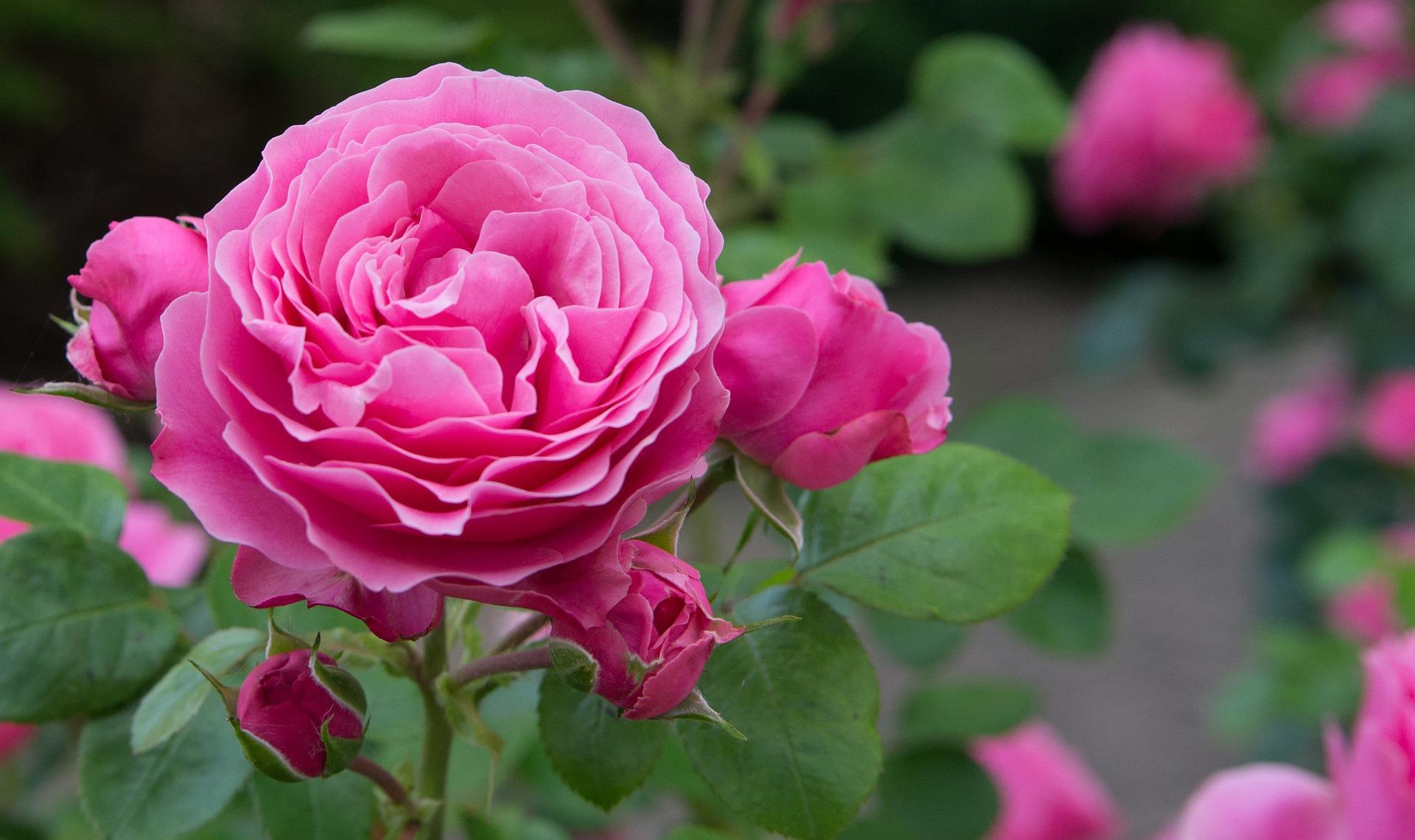 pink rose blossom