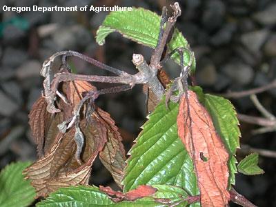 sudden oak death on viburnum