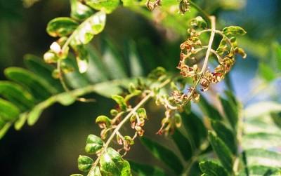 honeylocust plant bug damage