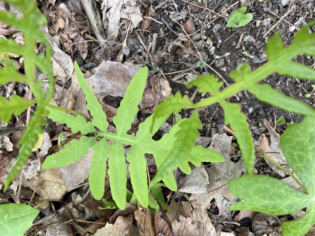 sensitive fern