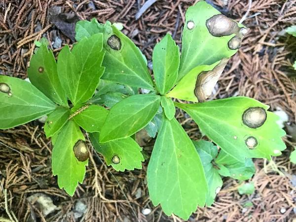 volutella on pachysandra