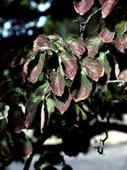 Dogwood with powdery mildew