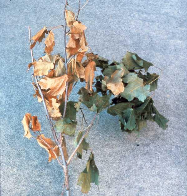 Tree branch with verticillium wilt