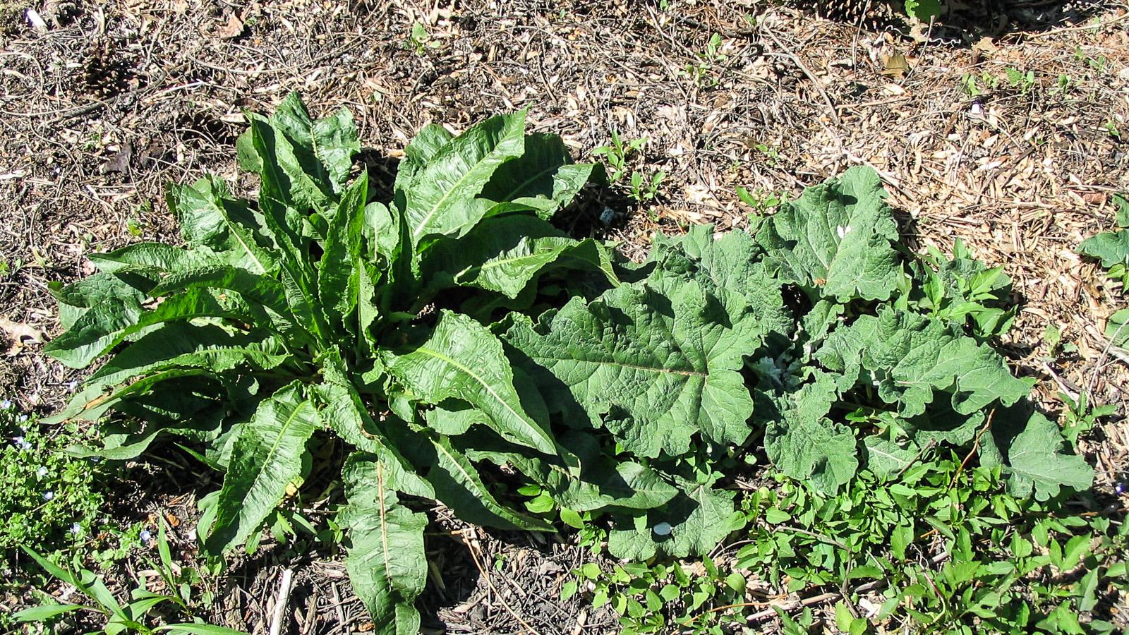 curly dock left, burdock right