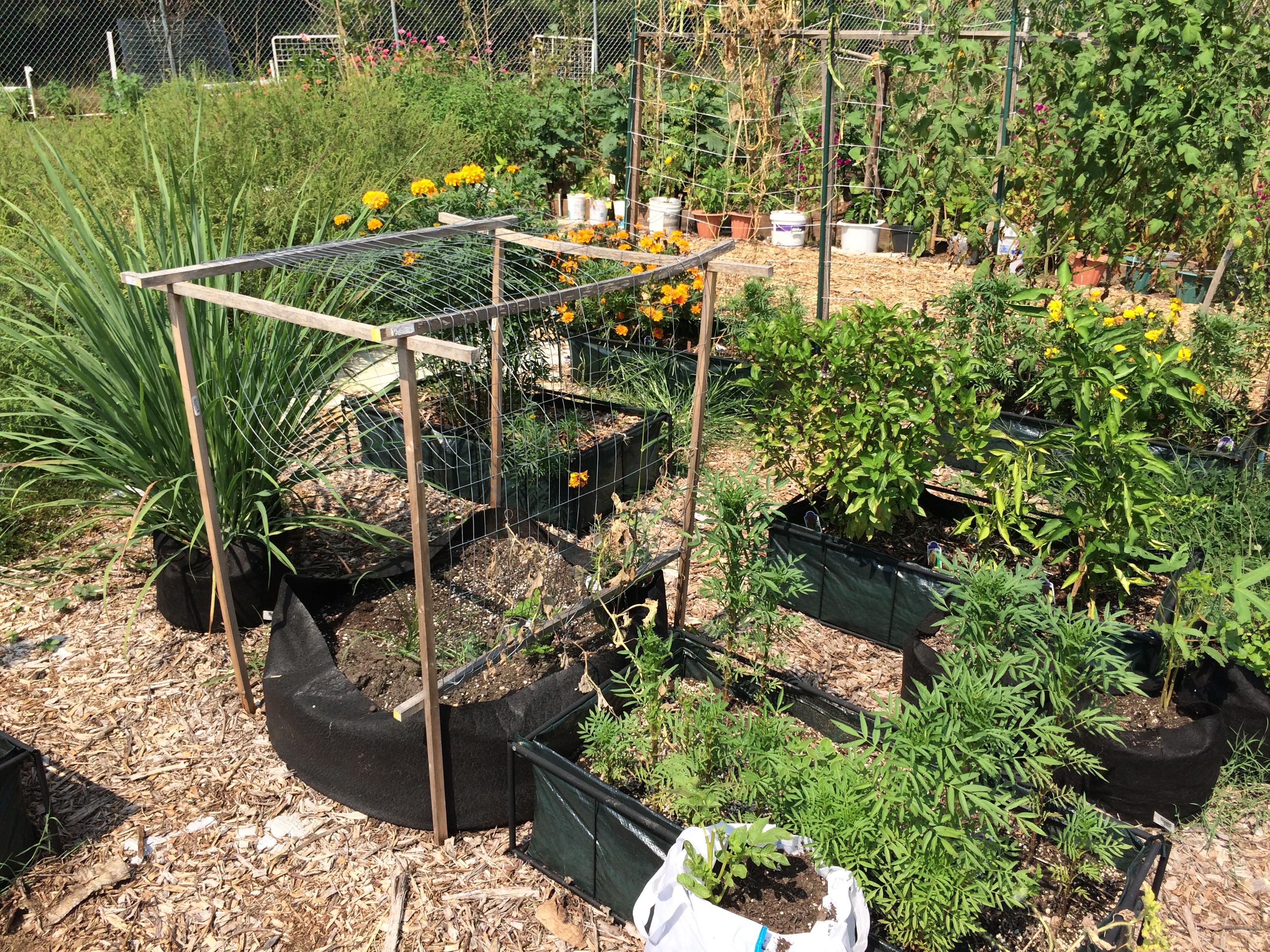 Container garden