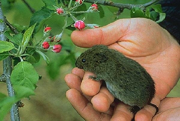 a person holding a vole