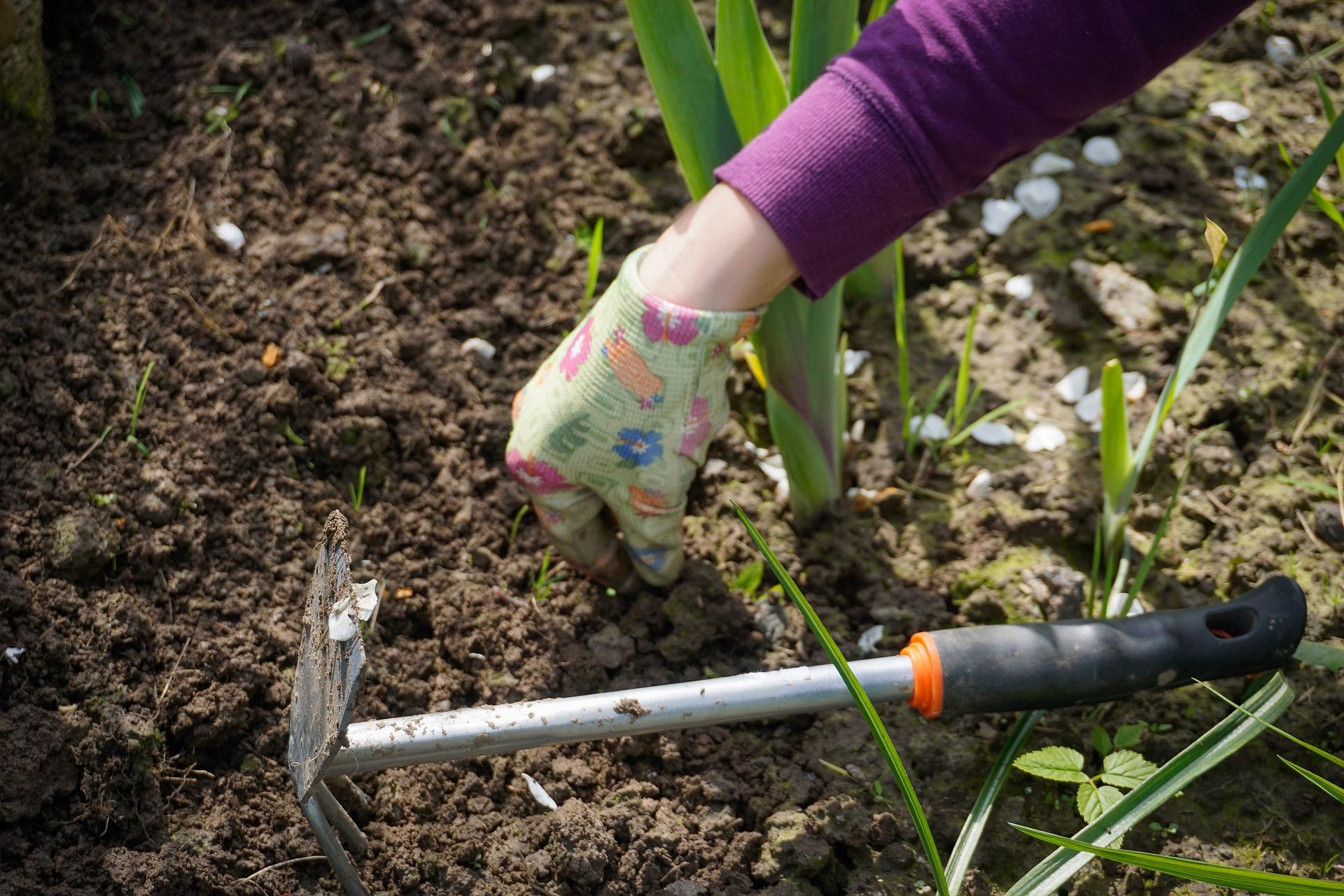 weeding a garden by hand 