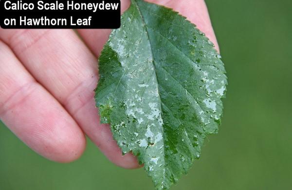 leaf with clear, sticky honeydew on it