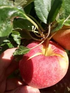 Figure 3. Gala fruit with cracks due to excessive rainfall and increased turgor pressure during the growing season. Photo: Dr. Macarena Farcuh, University of Maryland.