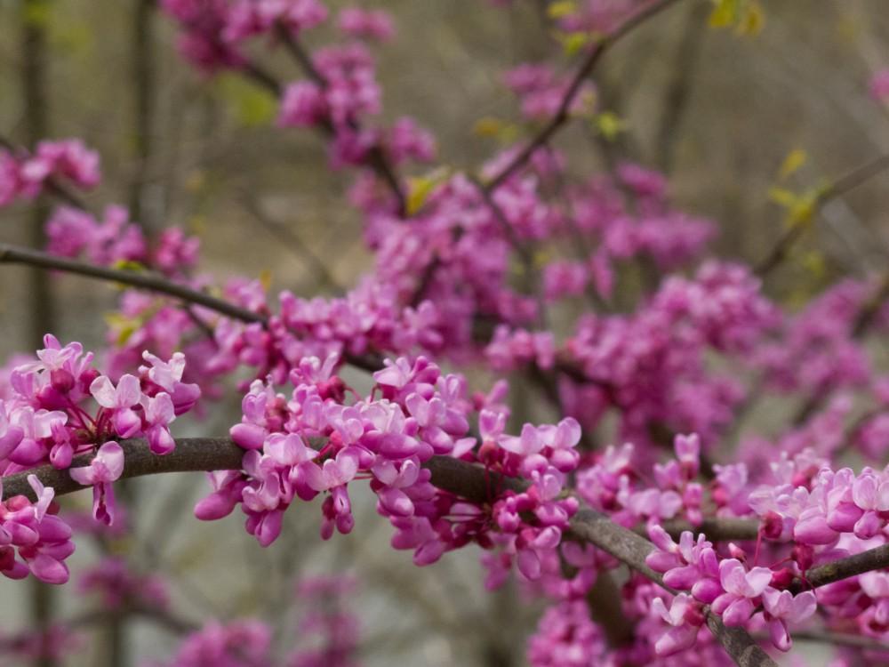 pink flowers on Eastern redbud tree