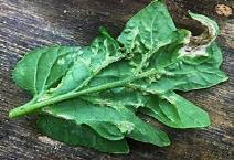 Underside of tomato leaf showing mild symptoms of edema. Photo by G. Fearnow