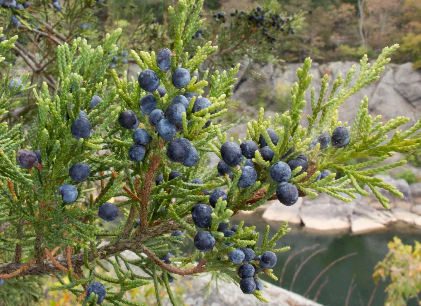 Eastern redcedar berries