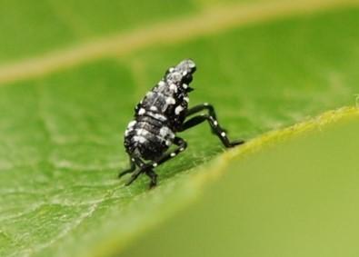 Fig. 1. Young Spotted Lanternfly nymphs photo: Lawrence Barringer, Pennsylvania Department of Agriculture, Bugwood.org