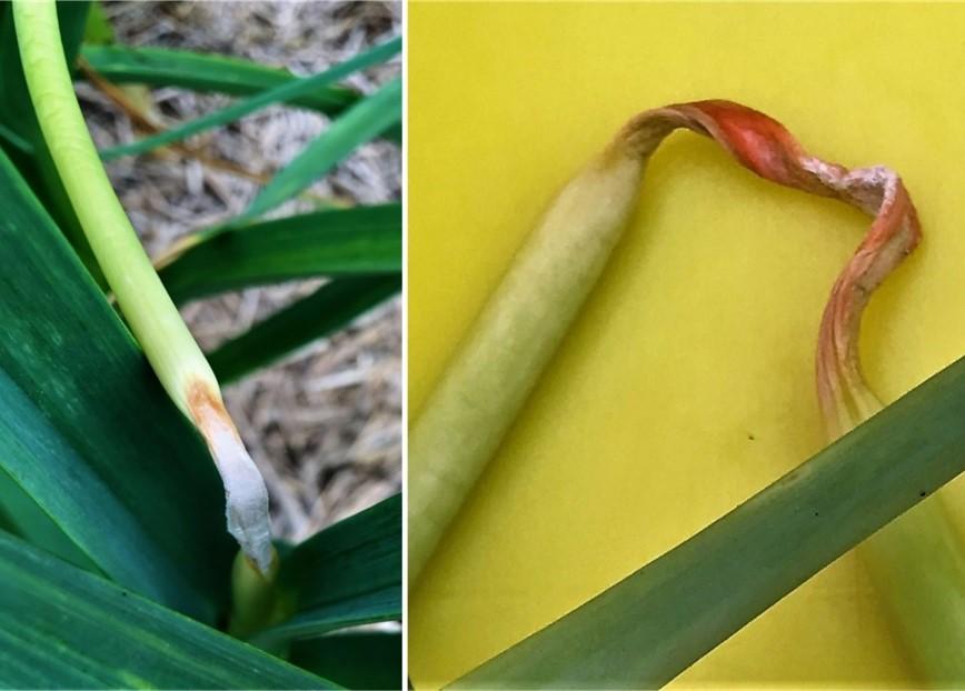 Fig. 1 Collapsed base of scape with white lesion and orange spores (left) and twisted orange scape stem (right). Images by M. McLearen)