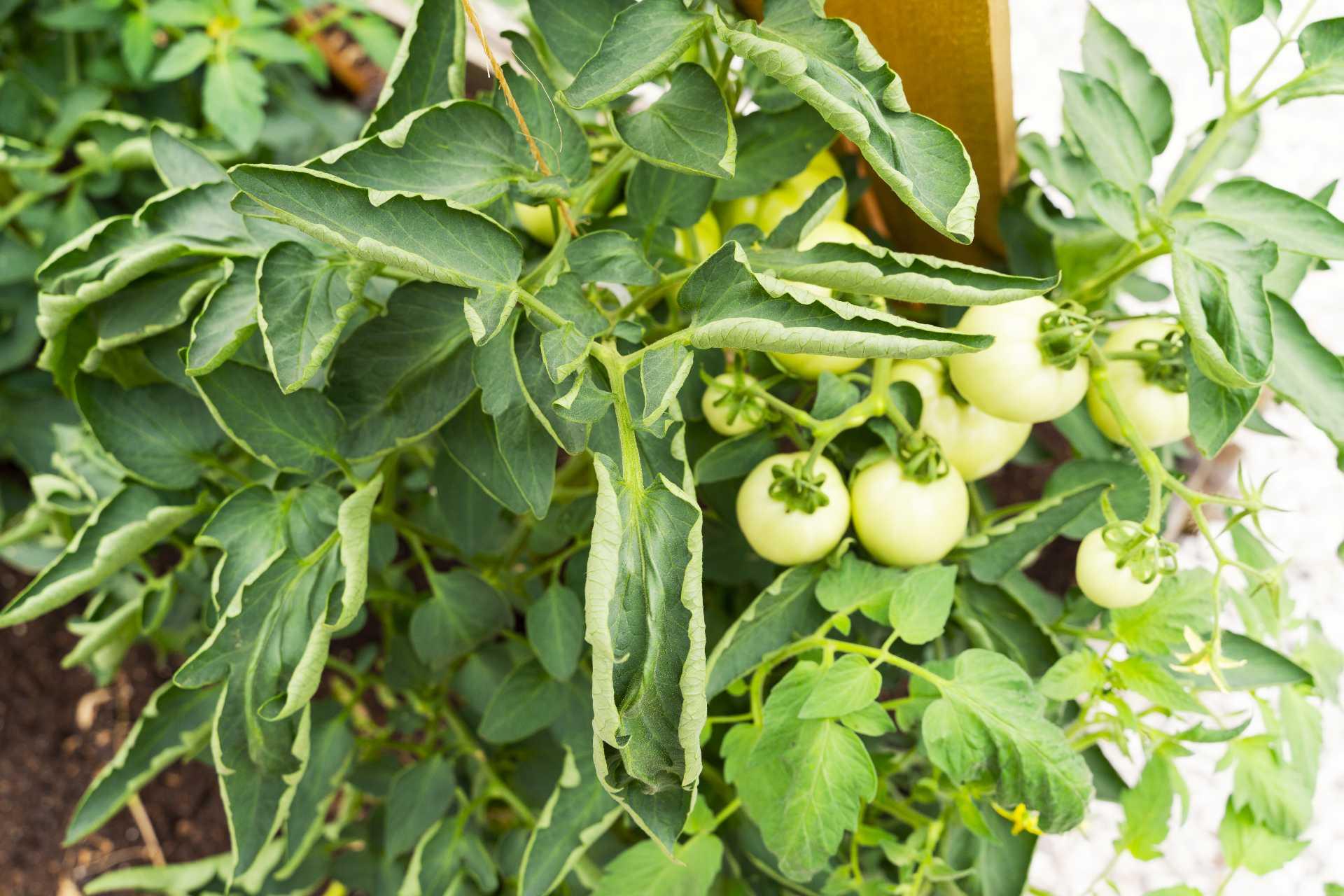 Tomato plant with leaf curl symptoms