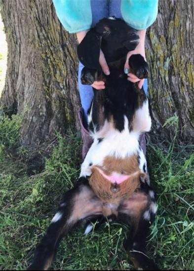 A black, white and brown spotted Nubian buck kid being restrained on his rump to demonstrate how to restrain a male goat or sheep to examine it if a blockage is suspected. 