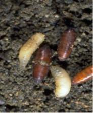 Seed maggot larvae and pupae