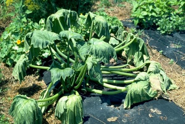 wilting squash leaves