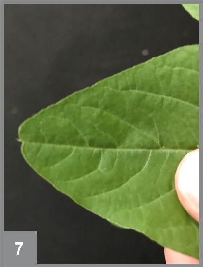 Palmer amaranth with a single hair in the notch of the leaf tip.