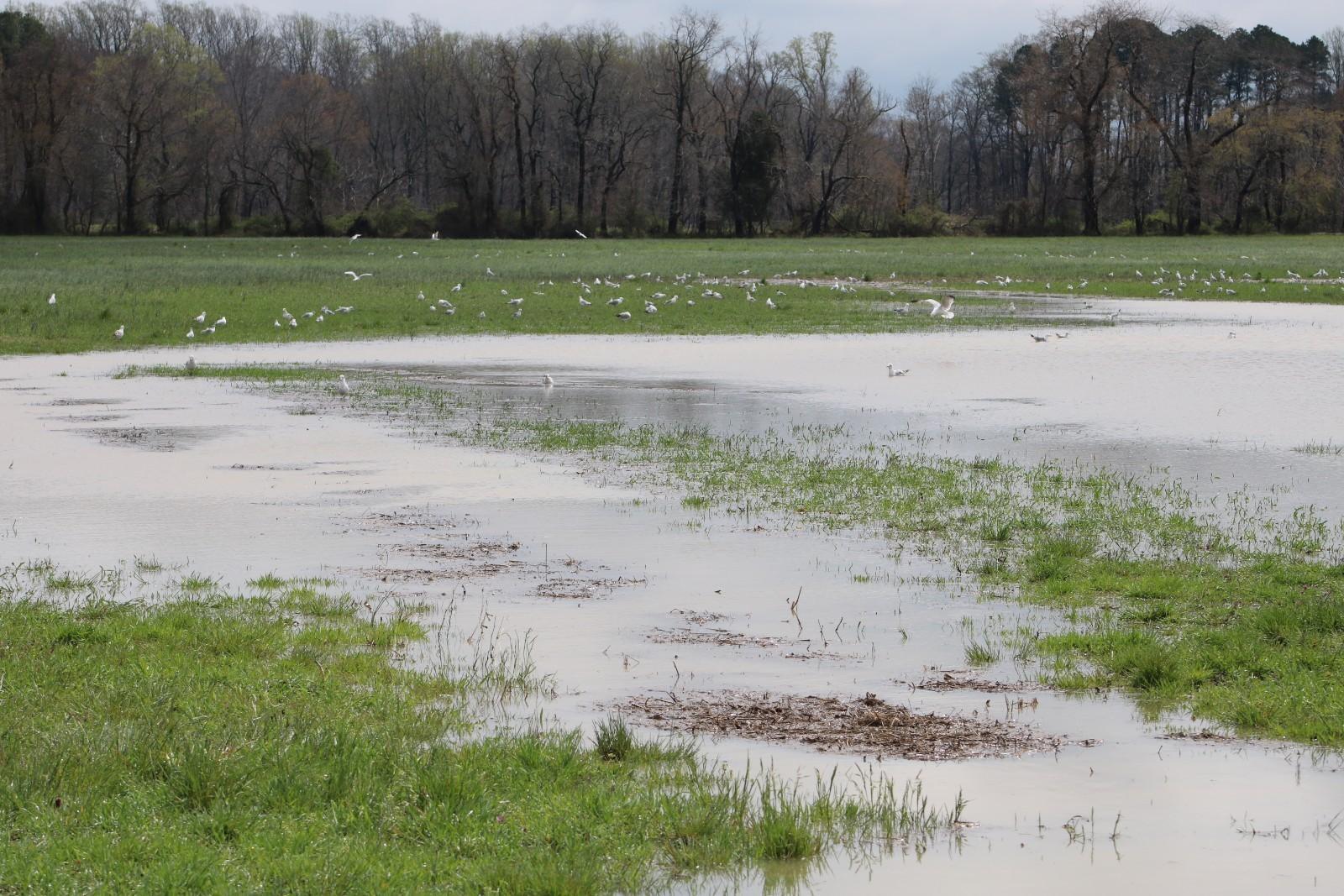 Flooding at the Wye