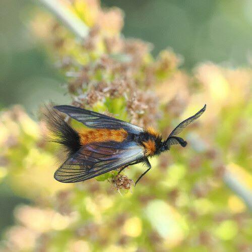 brown moth with black behind - euonymus leaf notcher