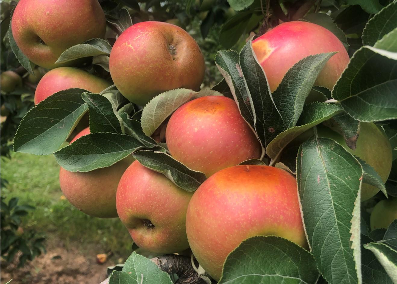 Sunburn on apples