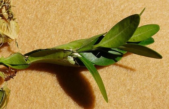 box tree moths overwinter as caterpillars 