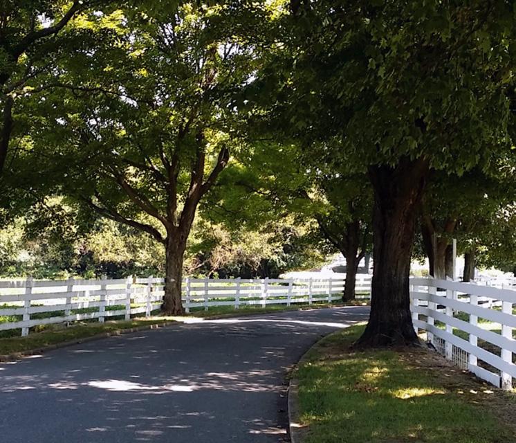 Road with white farm fencing